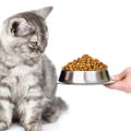 猫が『ドライフード』を食べないときの工夫3選！できる限りドライフードが…