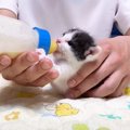 赤ちゃん猫に哺乳瓶でミルクをあげた結果…『クセが強すぎる姿』に思わず爆…