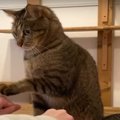 特技発見！猫ちゃんのおやつ当てゲーム♪