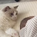 エアコンの温風を楽しんでいた猫→近くにいた『赤ちゃん』に触れてしま…