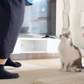 突然のママ不在で『パパと猫がお留守番』…翌日に帰宅すると→微笑ましい光…
