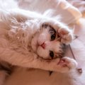 愛猫の『甘えん坊スイッチ』がオンになったサイン5選　こんなときは思…