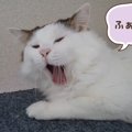 呼ばれるとあくびでお返事する猫ちゃん達