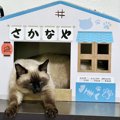 「猫のお魚屋さん」お客さんが来なくてヒマそうな様子が微笑ましい「…