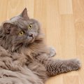 猫に『フローリング』はNG？起こりがちな危ないトラブル3選