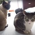 何かを隠していた猫ちゃん、あっさりバレる