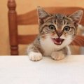 猫飼いさんなら聞こえる？猫が話す『人間の言葉』3つ