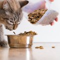 安い猫の餌おすすめランキング！安全なキャットフード選び方まで