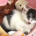 お部屋を散策する保護子猫→たくさん遊んでハウスに戻ると…『幸せいっぱい…