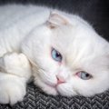 猫も心が離れることがある？絶対しちゃダメな５つの事