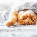 猫はもやしを食べても大丈夫？安全な与え方