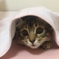 『人見知りな猫』の特徴４つ