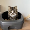 猫トイレのサイズや砂は最適？見極めポイント４つ