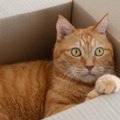 甘えん坊No.1！『茶トラ猫』の魅力3選　性格や飼うときのポイントなどをご…