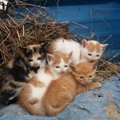 ドラマ「フレンズ」の登場人物名をもつ子猫たちが、幸せに向けて新たな一…