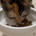 夢中になってごはんを食べる子猫→背後を見ると、ダイエット中の『先輩…