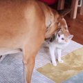 猫と大型犬がリードなしで初めて対面した結果…予想外の『やり取りの様…