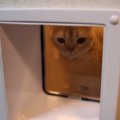 猫ちゃんの為におうちの壁に穴開けちゃいました！通り抜けがスムーズ…