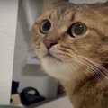 『お時間です…』猫ちゃんの正確な腹時計