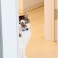 『1日不在だったパパ』が帰宅すると…普段は塩対応なネコが見せた『驚…