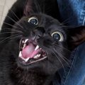 大好きなペットシッターと『再会』した猫→夢中になって遊んでいると………