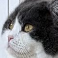暖かい季節になったけれど…猫の『毛』を見ると→可愛すぎる光景に１万いい…