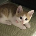 猫がよくする耳の動き6つ