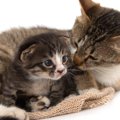 猫が親離れするのはいつぐらい？生まれたての子猫を育てる方法