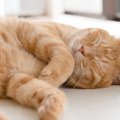 猫が『床に落ちている様子』が見られる場面3選　なぜ寝転がるの？注意が必…
