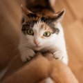 猫を飼うなら覚悟したい『ネガティブ』な瞬間5選　よくある困りごとや上手…