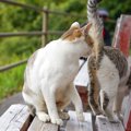 猫たちが『おしりのニオイを嗅ぎ合う』理由4つ　何を確かめているの？行動…