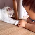 赤ちゃんと『小さな保護子猫』が向かい合って…同じ目線で見せた、想像以上…