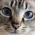 飼い主が仕事に行く準備をしていたら、猫が…休まざるを得ない『可愛す…