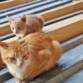 猫の避妊手術におけるメリットとデメリットについて