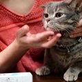 お薬効くかな…？猫ちゃんの頑固なニキビ治療！