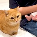 赤ちゃんにミルクをあげるパパ→猫が甘えたそうな様子で…圧倒的に尊い『順…