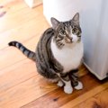 愛猫のことを『健気だなぁ』と感じる行動4選　思わずグッとくる猫たちの一…