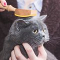 毛が抜けにくい猫6選