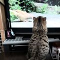 準備なしは絶対NG！猫に留守番させるときのポイント３つ