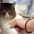 『元ボス猫』を保護して109日目→そっと撫でようとした結果…『予想外の…