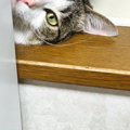 窓際からひょっこり顔を出した猫→『表情』が……キュンとくる光景に「おしゃ…