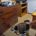 飼い主さんがご飯中の猫ちゃんたちの過ごし方♡撫でて〜が可愛すぎる♡