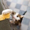 猫にチーズを与えても大丈夫？危険な理由と食べた時の症状について