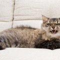 猫が『怒っている時』に見せる５つの行動！その理由と対処法は？