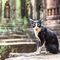 インドに猫がいない3つの理由