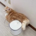 猫に『密着取材』をしていたら…不満をあらわに『倍返し』する姿が確信…