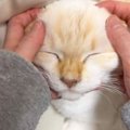 猫の顔をやさしく撫でると『かわいい声』が漏れてきて…幸せが伝わる『…