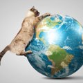 猫にもちゃんと『帰巣本能』がある？そうおぼしき3つの説　長い距離を…