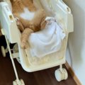 ベビーラックに赤ちゃんの様子を見に行くと、猫が…14万再生の『つい笑って…