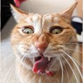 『個性的な変顔！』ふつうじゃない表情で猫好きたちを笑顔にした猫ち…